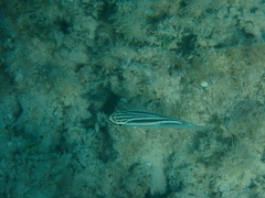 Scolopsis trilineata