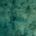 Scolopsis trilineata