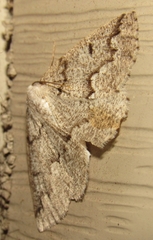 Sabulodes packardata