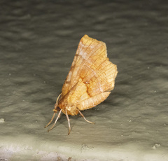 Selenia alciphearia
