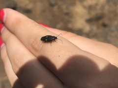 Euthyrrhapha pacifica