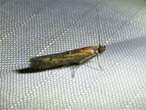 Lesser Cornstalk Borer Moth photo 2