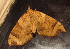 Eulithis propulsata