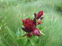 Gentiana purpurea