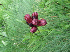Gentiana purpurea