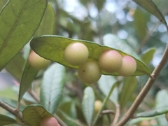 Belonocnema fossoria