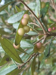 Belonocnema fossoria