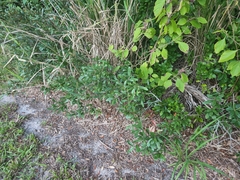 Belonocnema fossoria