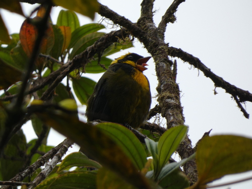 Gold-ringed Tanager (Bangsia aureocincta), photo 2