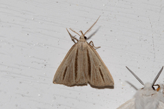 Macrochilo bivittata