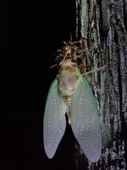 Graptopsaltria nigrofuscata