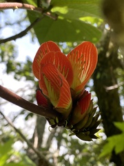 Erythrina breviflora
