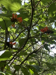 Erythrina breviflora