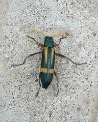 Strongylium luteicorne