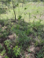 Psacalium cirsiifolium