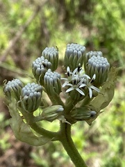 Psacalium cirsiifolium