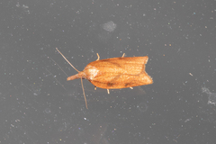 Sparganothis xanthoides