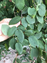 Amelanchier interior