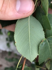 Amelanchier interior