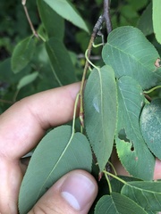 Amelanchier interior