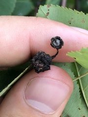 Amelanchier interior