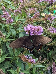 Papilio glaucus