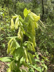 Lithospermum exsertum