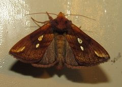 Plusia nichollae