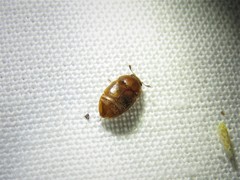 Colopterus maculatus