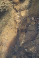 Pseudogobius poicilosoma