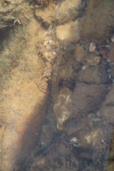 Pseudogobius poicilosoma