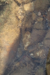 Pseudogobius poicilosoma