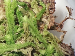 Chiloscyphus parvispinus