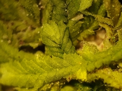 Chiloscyphus parvispinus