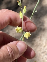 Streptanthus bernardinus