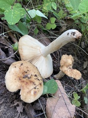 Russula pectinatoides