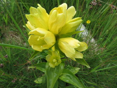 Gentiana punctata