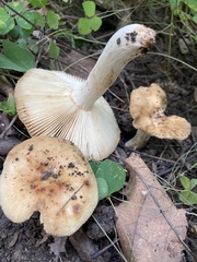 Russula pectinatoides