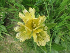 Gentiana punctata