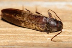 Serropalpus