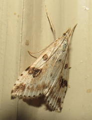 Udea washingtonalis