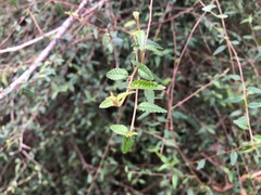 Acalypha eremorum