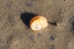Amphibola crenata