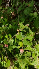 Rubus trilobus