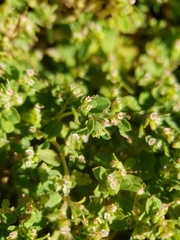 Euphorbia serpens