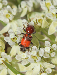 Enoclerus coccineus