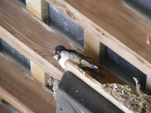 Golondrina común (Hirundo rustica)