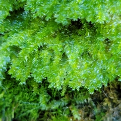 Pseudotaxiphyllum