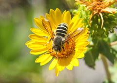 Heteranthidium