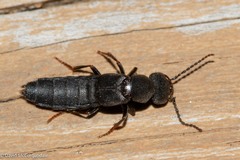 Tasgius melanarius